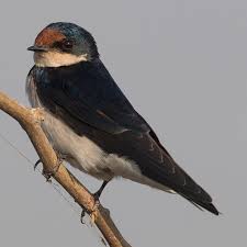 Attēlu rezultāti vaicājumam “Hirundinidae”