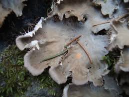 Attēlu rezultāti vaicājumam “Peltigera praetextata”