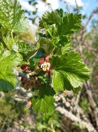 Attēlu rezultāti vaicājumam “Ribes uva-crispa fruit”