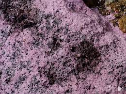 Attēlu rezultāti vaicājumam “Fuligo septica var. rosea”