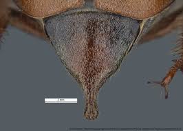 Attēlu rezultāti vaicājumam “Melolontha hippocastani”