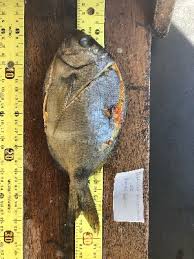 Image result for Diplodus ascensionis