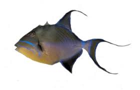 Image result for Balistes vetula