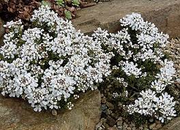 Image result for Schleifenblume