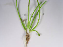 Attēlu rezultāti vaicājumam “Limosella aquatica flower”