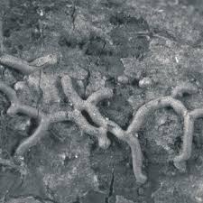 Attēlu rezultāti vaicājumam “Willkommlangea reticulata”