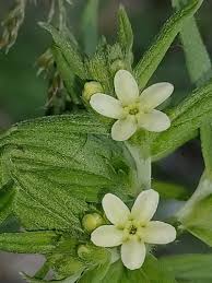 Attēlu rezultāti vaicājumam “Lithospermum officinale flower”