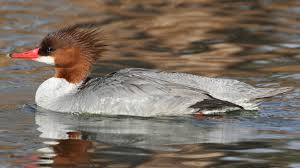 Attēlu rezultāti vaicājumam “Mergus merganser female”