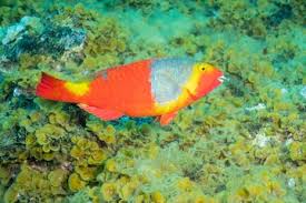 Image result for Sparisoma cretense