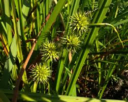 Attēlu rezultāti vaicājumam “Sparganiaceae”