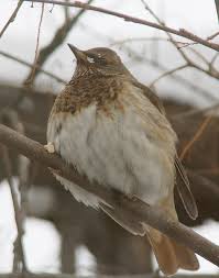 Image result for Turdus ruficollis