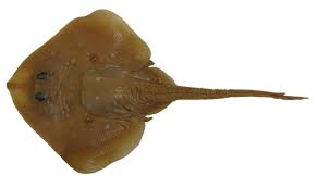 Image result for Leucoraja