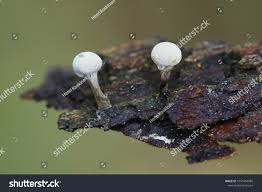 Attēlu rezultāti vaicājumam “Phleogena faginea”