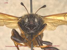 Attēlu rezultāti vaicājumam “Trichiosoma”