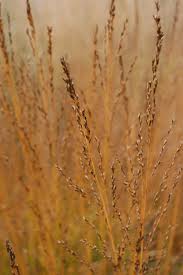 Attēlu rezultāti vaicājumam “Molinia caerulea flower”