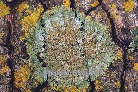 Attēlu rezultāti vaicājumam “Physconia enteroxantha”