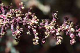 Image result for Chenopodium botrys