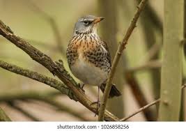 Attēlu rezultāti vaicājumam “Turdus pilaris”