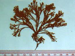 Attēlu rezultāti vaicājumam “Ceramium sp.”