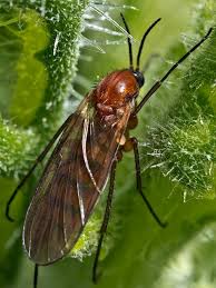 Attēlu rezultāti vaicājumam “Mycetophilidae”