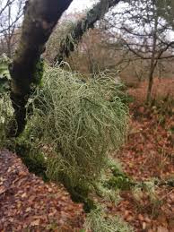 Attēlu rezultāti vaicājumam “Usnea subfloridana”