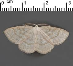 Attēlu rezultāti vaicājumam “Cabera exanthemata”