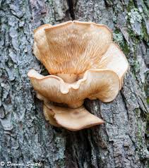 Attēlu rezultāti vaicājumam “Hypsizygus ulmarius”