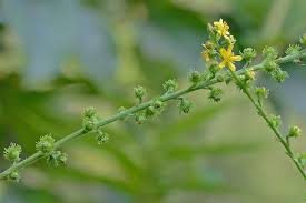 Attēlu rezultāti vaicājumam “Agrimonia pilosa bud”