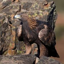 Attēlu rezultāti vaicājumam “Aquila chrysaetos”