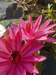 Attēlu rezultāti vaicājumam “Lotus sp. flower”