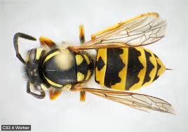 Attēlu rezultāti vaicājumam “Vespula germanica male”