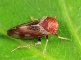 Attēlu rezultāti vaicājumam “Oncopsis sp.”