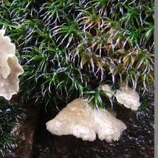 Attēlu rezultāti vaicājumam “Rimbachia neckerae”