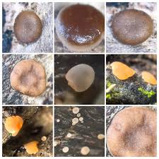 Attēlu rezultāti vaicājumam “Enerthenema papillatum stalked”