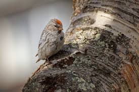 Attēlu rezultāti vaicājumam “Carduelis flammea female”