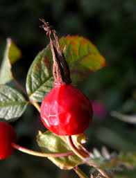 Attēlu rezultāti vaicājumam “Rosa majalis fruit”