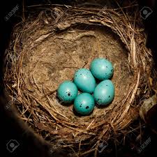 Attēlu rezultāti vaicājumam “Turdus merula eggs”