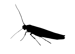 Attēlu rezultāti vaicājumam “Scythrididae”