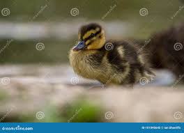 Attēlu rezultāti vaicājumam “Anas platyrhynchos juvenile”