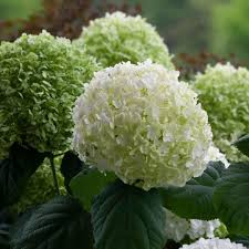Attēlu rezultāti vaicājumam “Hydrangea arborescens flower”