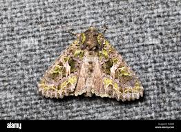 Attēlu rezultāti vaicājumam “Trachea atriplicis”