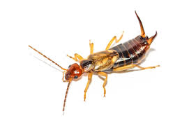 Attēlu rezultāti vaicājumam “Forficula auricularia female”