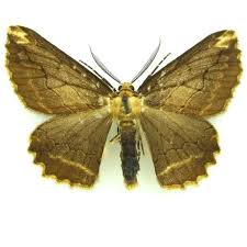 Attēlu rezultāti vaicājumam “Clostera pigra”