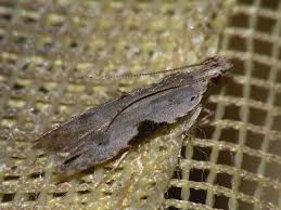 Attēlu rezultāti vaicājumam “Hypatima rhomboidella”