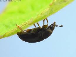 Attēlu rezultāti vaicājumam “Meligethes sp.”
