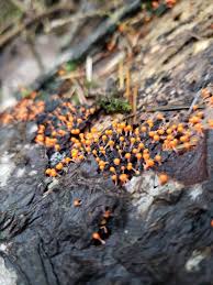 Attēlu rezultāti vaicājumam “Hemitrichia decipiens”