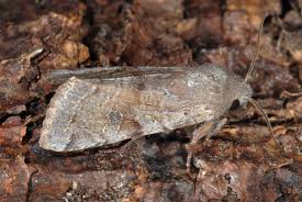 Attēlu rezultāti vaicājumam “Orthosia incerta”