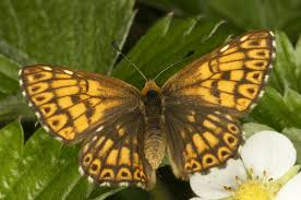 Attēlu rezultāti vaicājumam “Hamearis lucina”