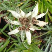 Attēlu rezultāti vaicājumam “Silene tatarica flower”