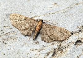 Attēlu rezultāti vaicājumam “Eupithecia sinuosaria”